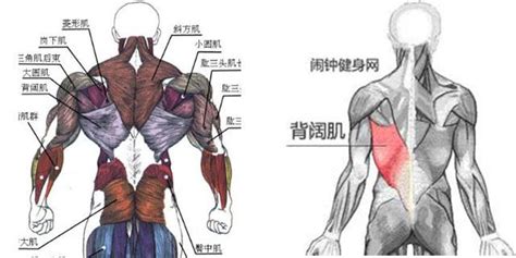 背部長毛|男人後背長毛好不好